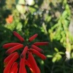 Aloe ciliaris Λουλούδι