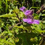 Solanum aculeatissimum অভ্যাস