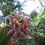 Arthroclianthus maximus Blomst