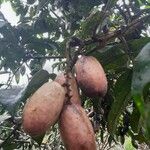 Dacryodes edulis Fruit