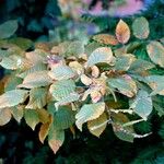 Carpinus betulus Leaf