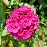 Dianthus barbatusപുഷ്പം