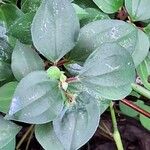 Heterotis rotundifolia Лист