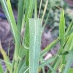 Calamagrostis pseudophragmites Autre