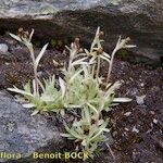 Gnaphalium supinum Inny