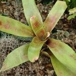 Neoregelia farinosa Fuelha