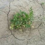 Medicago scutellata Hoja