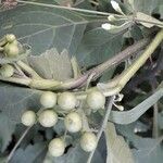 Solanum nigrum Фрукт