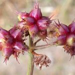 Oenanthe globulosa Fruit