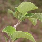 Strophanthus eminii Blatt