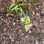 Toxicoscordion fremontii Flower