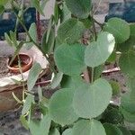 Cissus rotundifoliaList