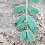 Hippocrepis biflora Leaf