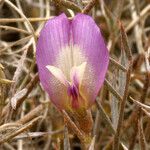 Astragalus panamintensis Kwiat