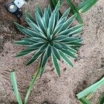 Agave vivipara 葉
