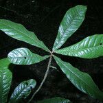 Tetrameranthus guianensis Други
