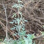 Ruta angustifolia Лист