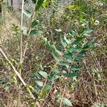 Coriaria myrtifolia Hoja