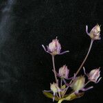 Halenia elliptica Buveinė