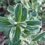 Leucas tomentosa Hoja