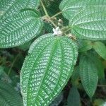 Miconia crenata പുഷ്പം