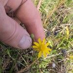 Senecio madagascariensis Flor