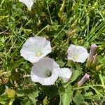 Calystegia macrostegia Õis