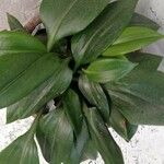 Aspidistra lurida List