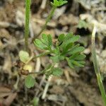 Ranunculus millefoliatus Leaf