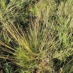 Heteropogon contortus Hábito