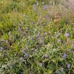 Anchusa azurea Облик