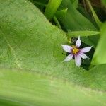 Sisyrinchium rosulatum 花
