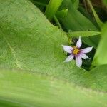 Sisyrinchium rosulatum Fiore