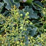 Crambe maritima Fruit