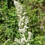 Verbascum lychnitis果實