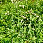 Mentha longifolia Hábitos