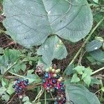 Clerodendrum japonicum Frucht