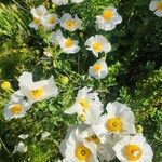 Romneya coulteri പുഷ്പം