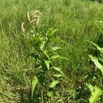 Persicaria senegalensis Habit