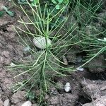 Equisetum pratense برگ