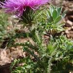 Cirsium acaulon अन्य