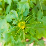 Sisymbrium erysimoides Flower