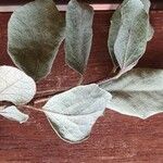 Cordia monoica Blad