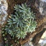 Saxifraga crustata 叶