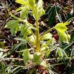 Helleborus foetidus Hábito
