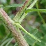 Astragalus penduliflorus Φλοιός