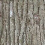 Cinnamomum glanduliferum Corteza