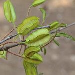 Combretum adenogonium Fruit