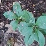 Talinum paniculatumFlower