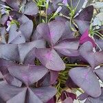 Oxalis triangularis पत्ता